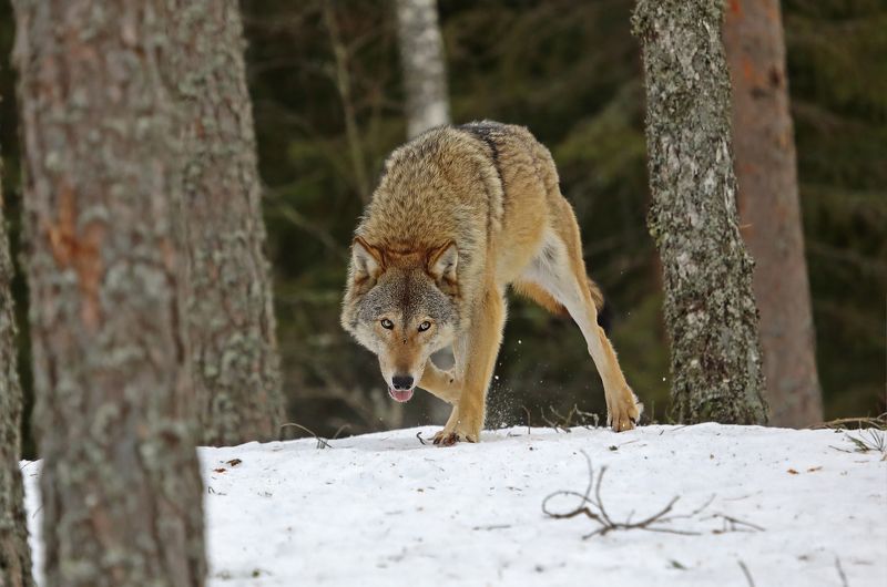 Взгляд.photo preview