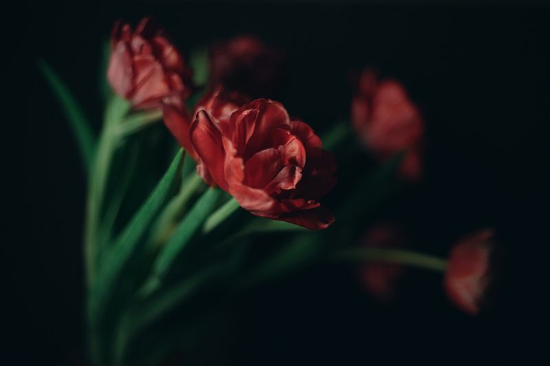 flowers, nature, flower, bouquet, colorful Flowersphoto preview