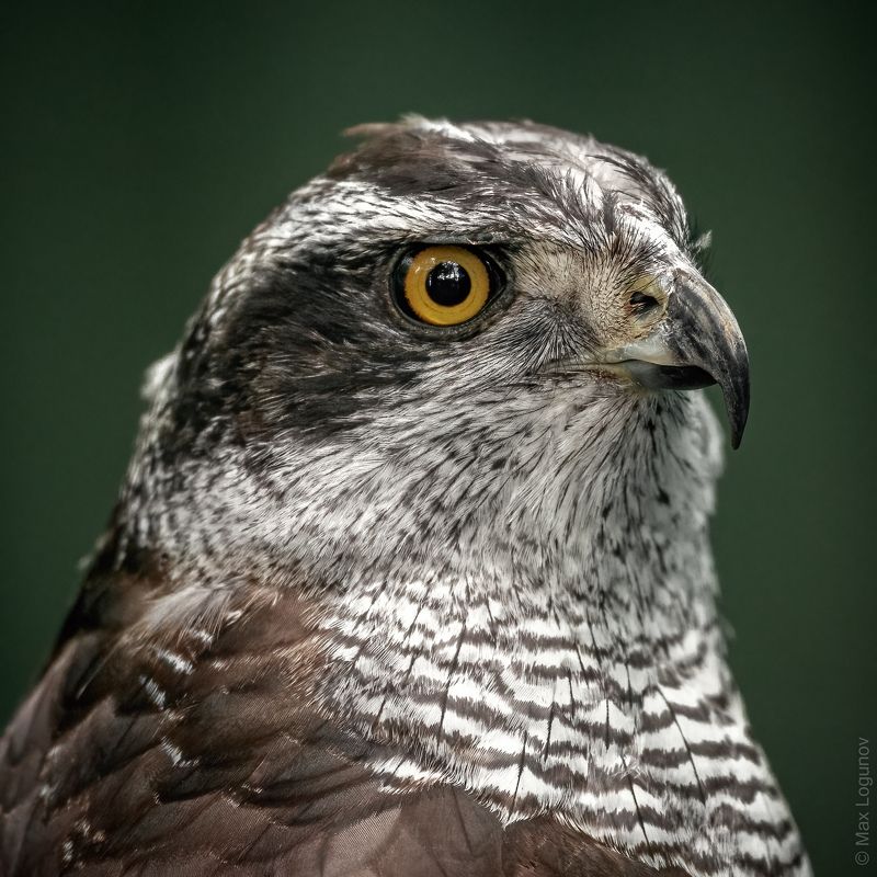 Ястреб перепелятникphoto preview