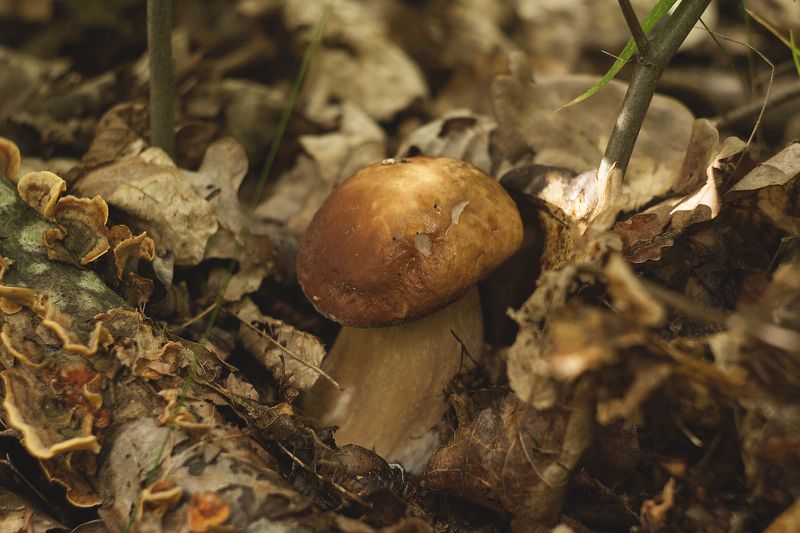 гриб, боровик, природа, лес, грибы  фото превью