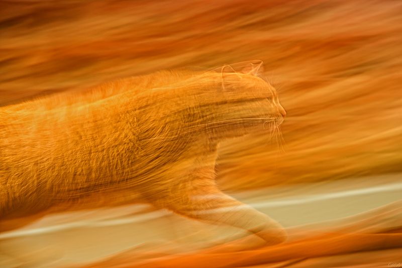 action, animal, animals, cat, cats, color, colors, color image, nature, orange, photo, photography, sneaky, stealthy, Stealing up onphoto preview