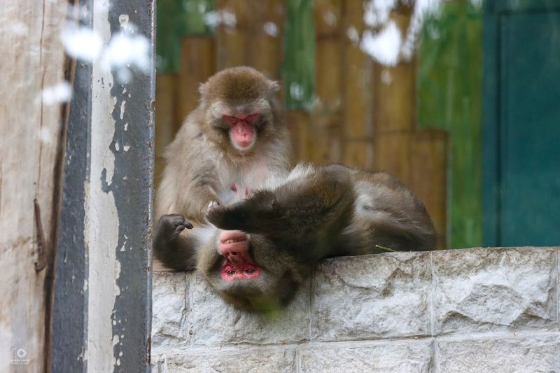 обезьяны, массаж, зоопарк, калининград, животные, отдых, вальер, самка, самец, вычёзывание, досмотр, monkeys, massage, zoo, kaliningrad, animals, rest, open-air cage, female, male, combing, examination «Тайский массаж»photo preview