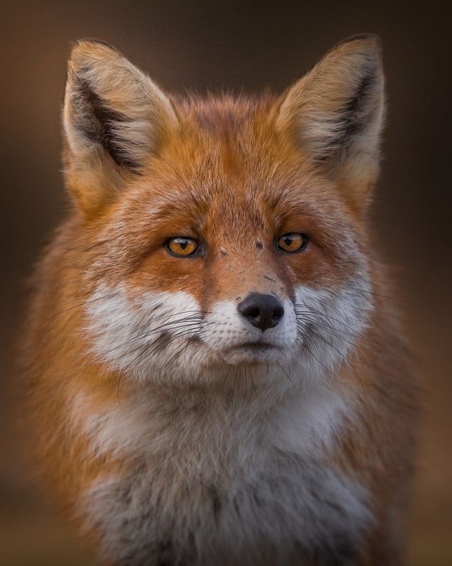 fox, wildlife, animals, nature, forest, autumn, sony Wild portraitphoto preview