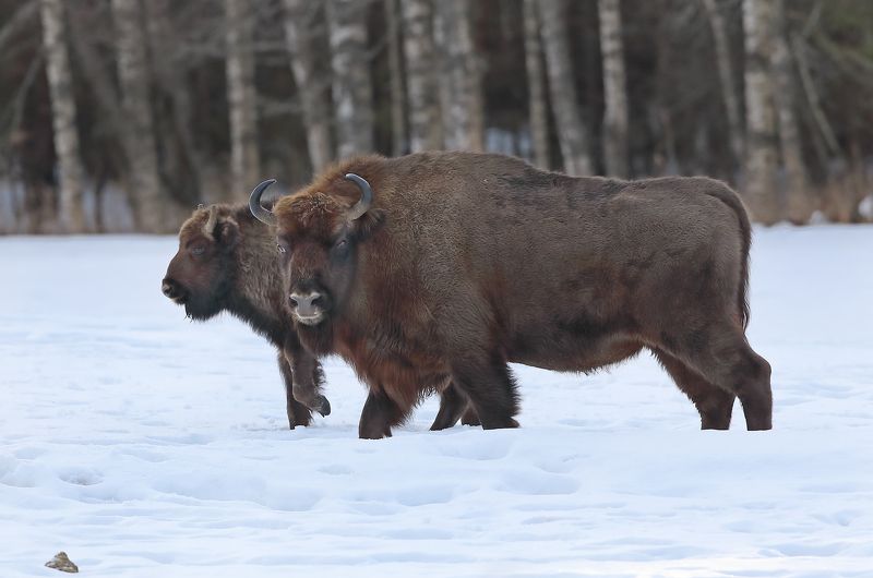 зубр Белорусский исполин.photo preview
