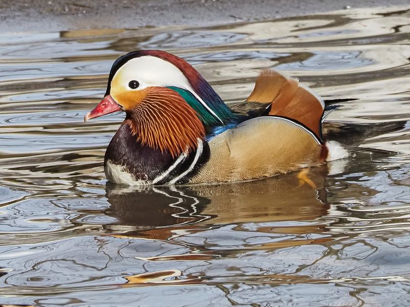 мандаринки 3photo preview