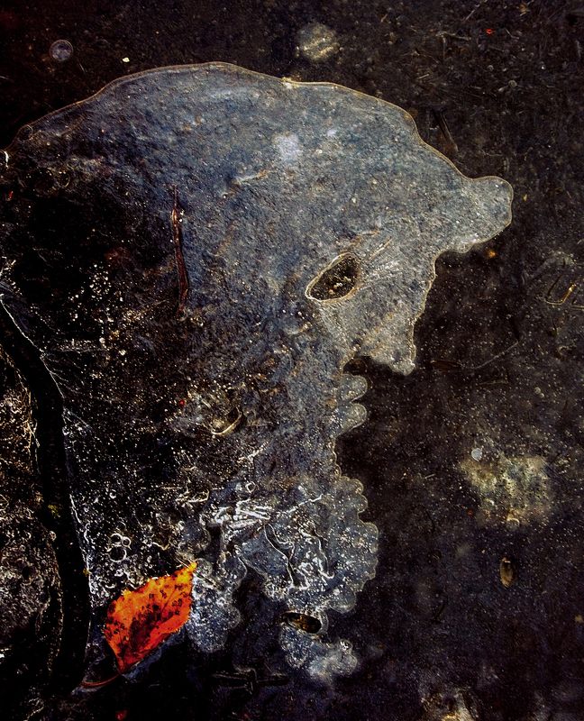 pareidolia ***photo preview