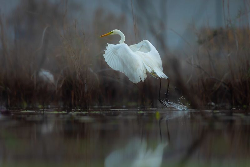 Angelicphoto preview