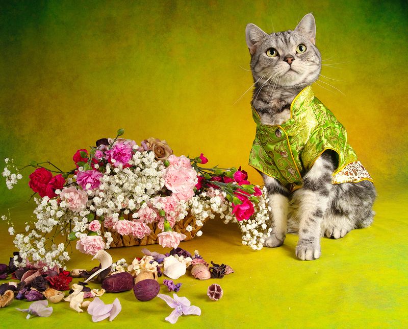 cat, cats, кот, кошка, домашние любицы,американский короткошерстный кот, american shorthair cat,цветы Маркиз. Ждём Веснуphoto preview