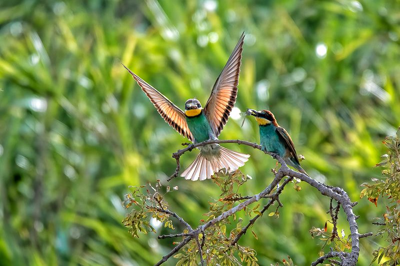 birds: bee eater; guepier; sparrow; perching; flying European Bee Eaterphoto preview