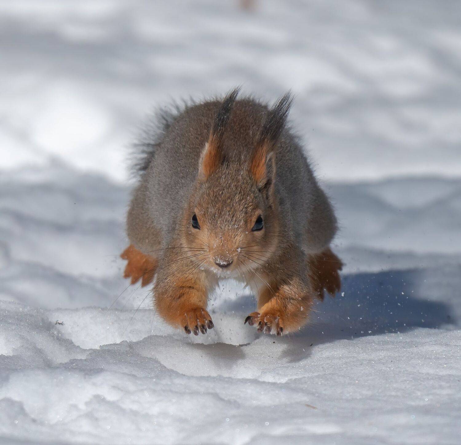 Прыг поскок. Автор: Константин Дэм , Константин Дэм