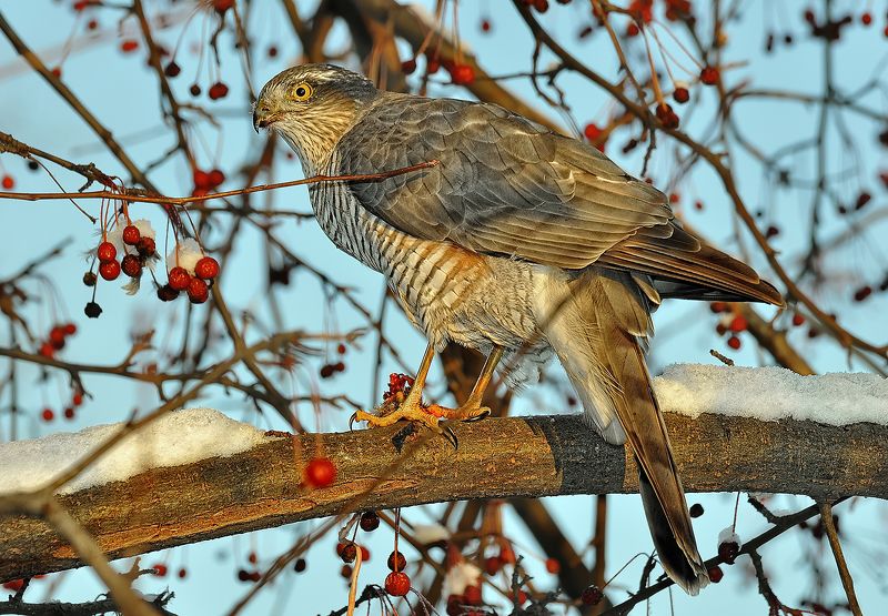 Ястреб - перепелятникphoto preview
