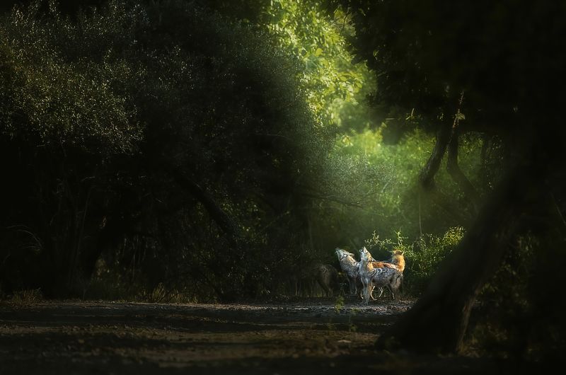 jackal, wildlife, wild, nature, jungle, mood, safari, india Howling Jackalsphoto preview