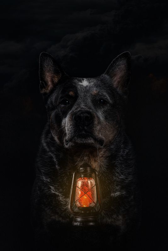 Австралийский хилерphoto preview