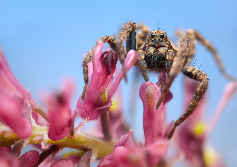 wolf spider macro nature flower color Spider in colourphoto preview