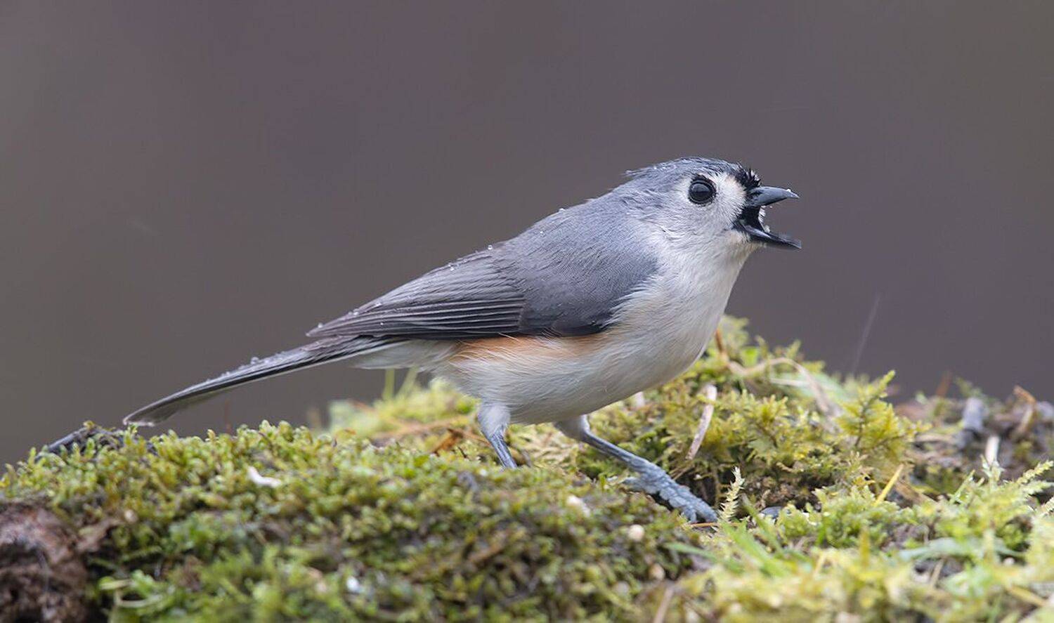 tufted titmouse, острохохлая синица,  синица,  titmouse,  зима, дождь, Etkind Elizabeth