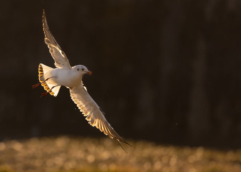 Gull фото превью