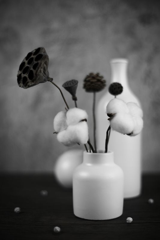 натюрморт, хлопок, лотос, ликвидамбар, сосновая шишка ***photo preview