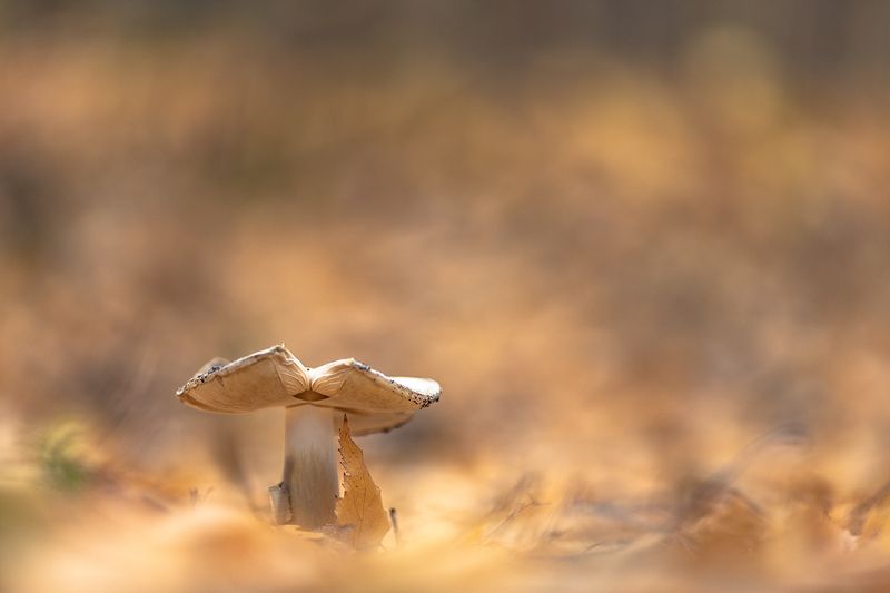 макро, гриб, осень, листик, позитив, свет, цвет, воронеж геннадий мещеряков Капитан...photo preview