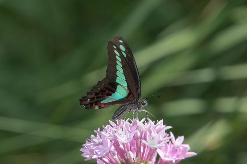 birds Graphium sarpedonphoto preview