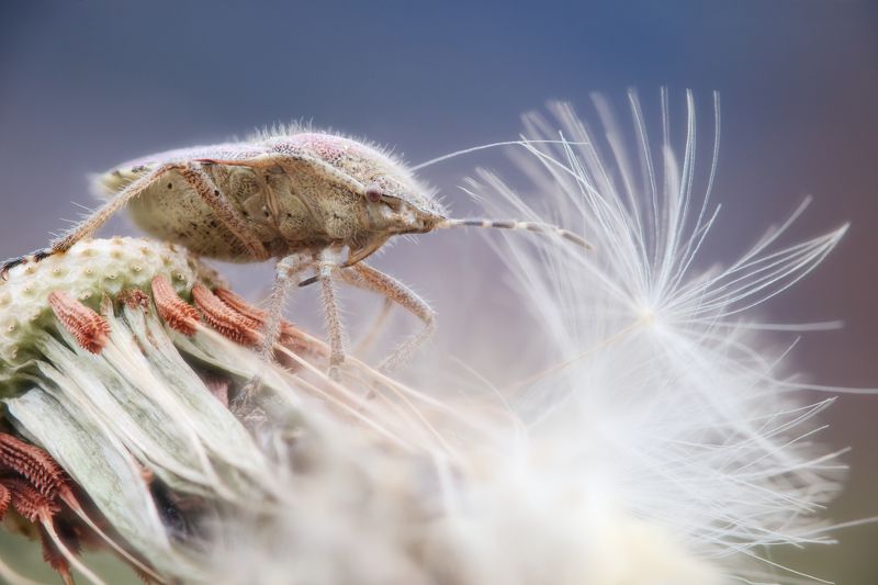 insect bug dandelion flower macro nature fine art Dreamerphoto preview