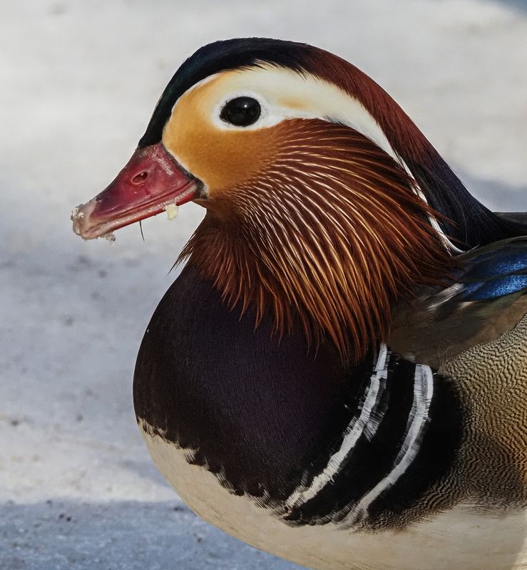 мандаринки 4photo preview