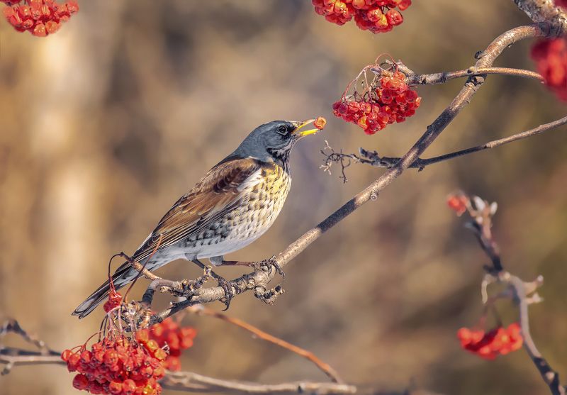 птица, дрозд рябинник, ягода, рябина, зима, рябинник.. фото превью