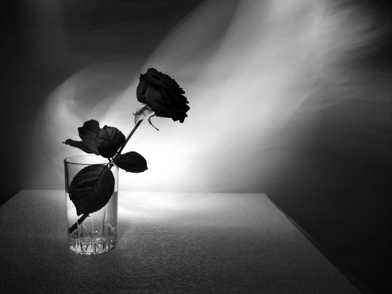 световая, кисть Розаphoto preview