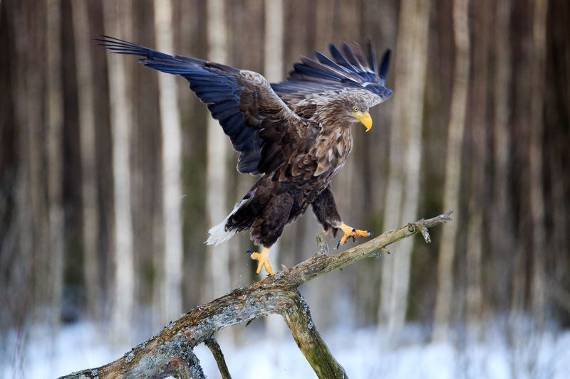 Аристократ небаphoto preview