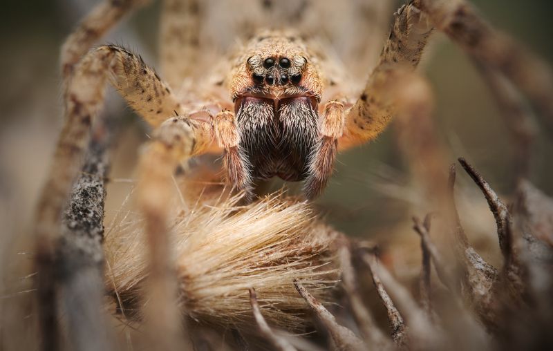 spider macro nature predator zoropsis eyes Revenantphoto preview