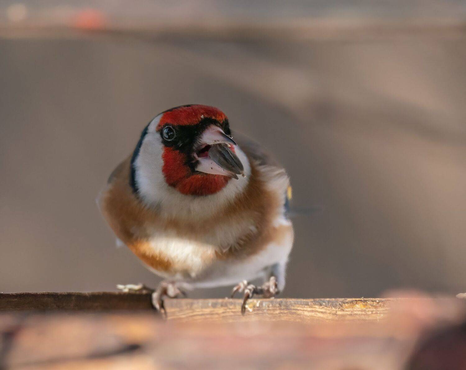 Всем семкам семка. Автор: Константин Дэм , Константин Дэм