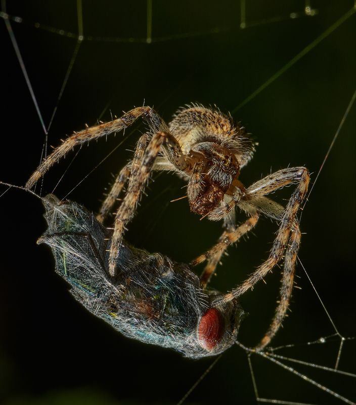 Ночная охота, или альтернативная история про Муху-цокотухуphoto preview