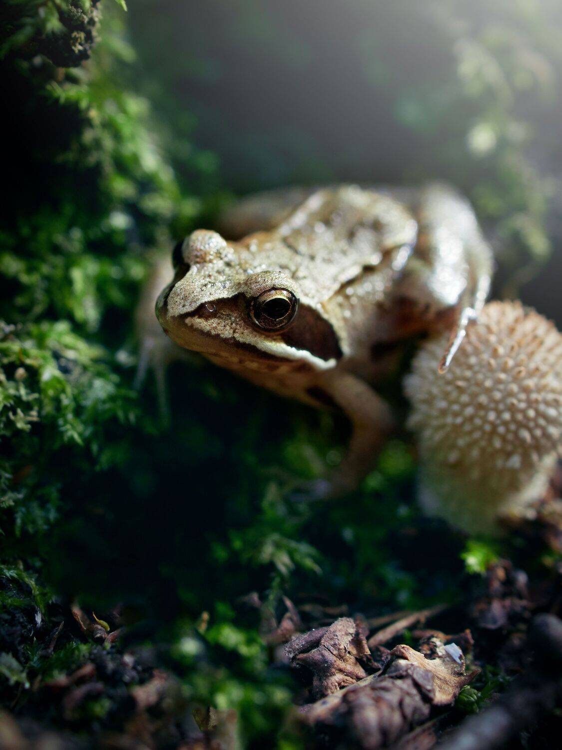 ква лягушка лето охота грибы макро, Сергей Калёв