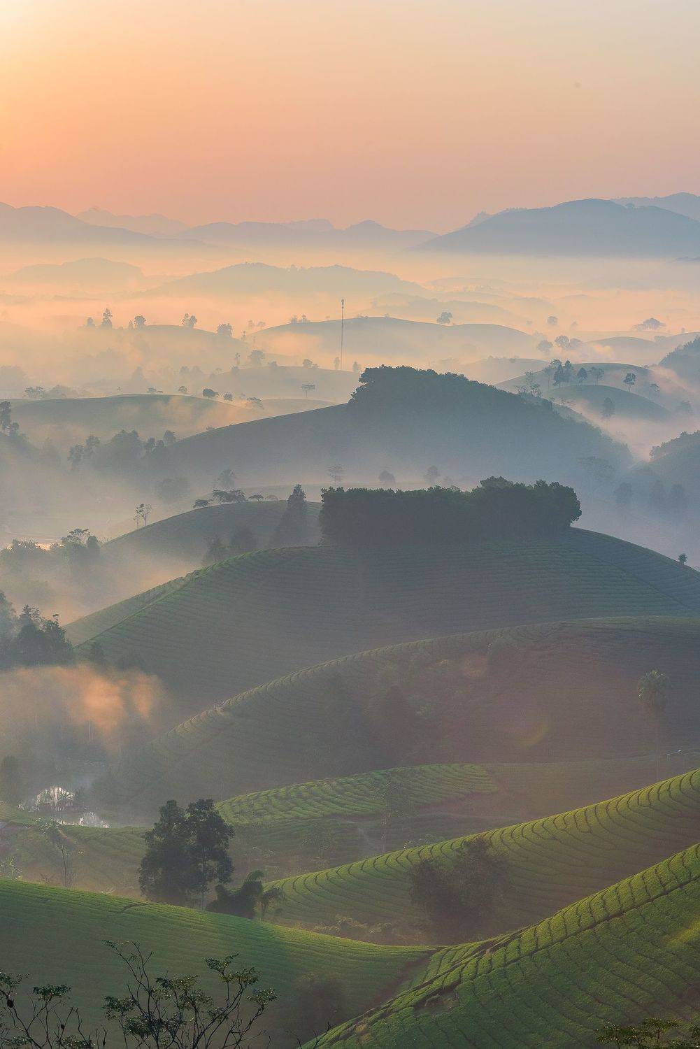 Dawn of Long Coc tea hill. Автор: Nguyễn Mạnh Đức , Nguyễn Mạnh Đức