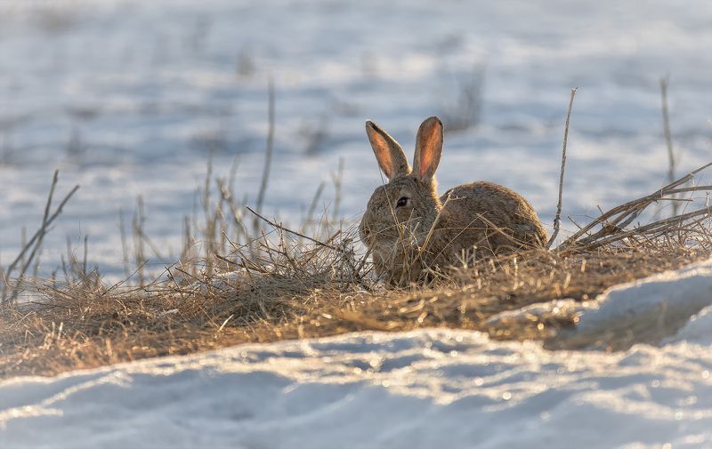 в степи.. фото превью