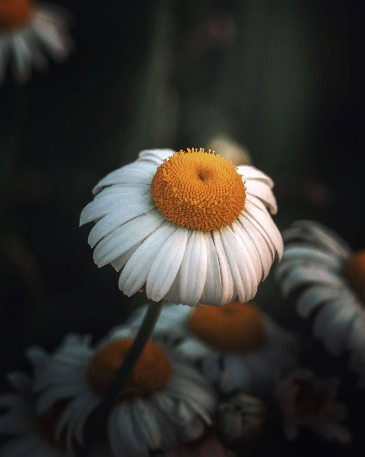 К солнышку. Автор: Мозжухин Максим , Мозжухин Максим