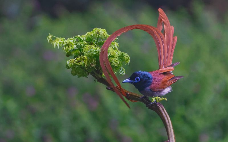 中国寿带鸟（学名：Terpsiphone incei）photo preview