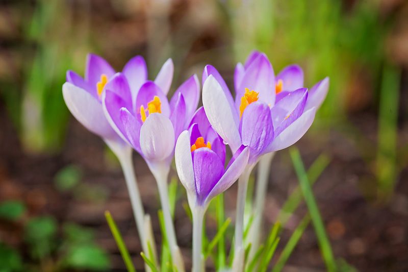 Весна идёт!photo preview