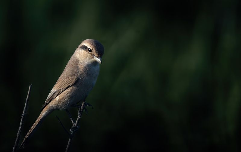 Isabelline Shrike in sombre moodphoto preview