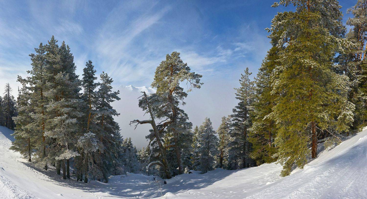 Чуть выше облака. Автор: Сергей Седов кавкакз, архыз, сосны и горы, Сергей Седов