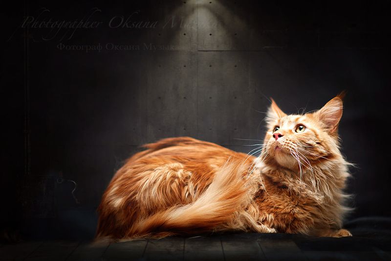 кот рыжикphoto preview