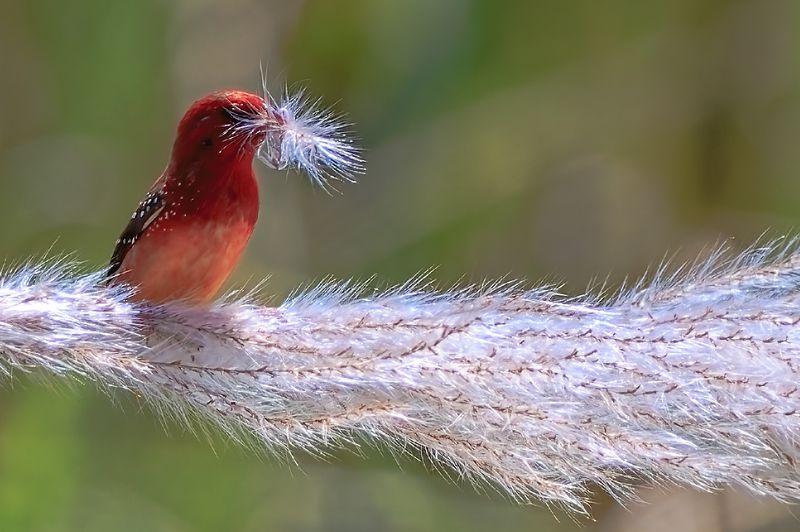 红梅花雀（Amandava amandava）photo preview