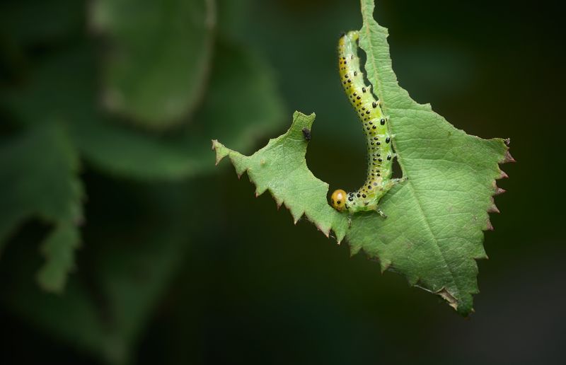 insect larva sawfly green caterpillar pest rose Green eatingphoto preview