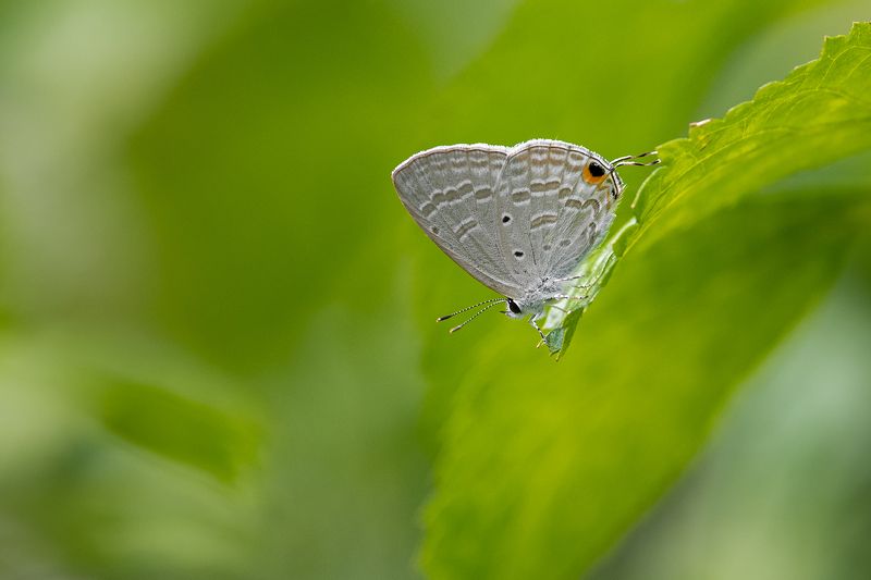 butterfly Chilades Pandavaphoto preview