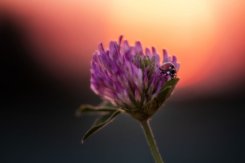 На закате фото превью
