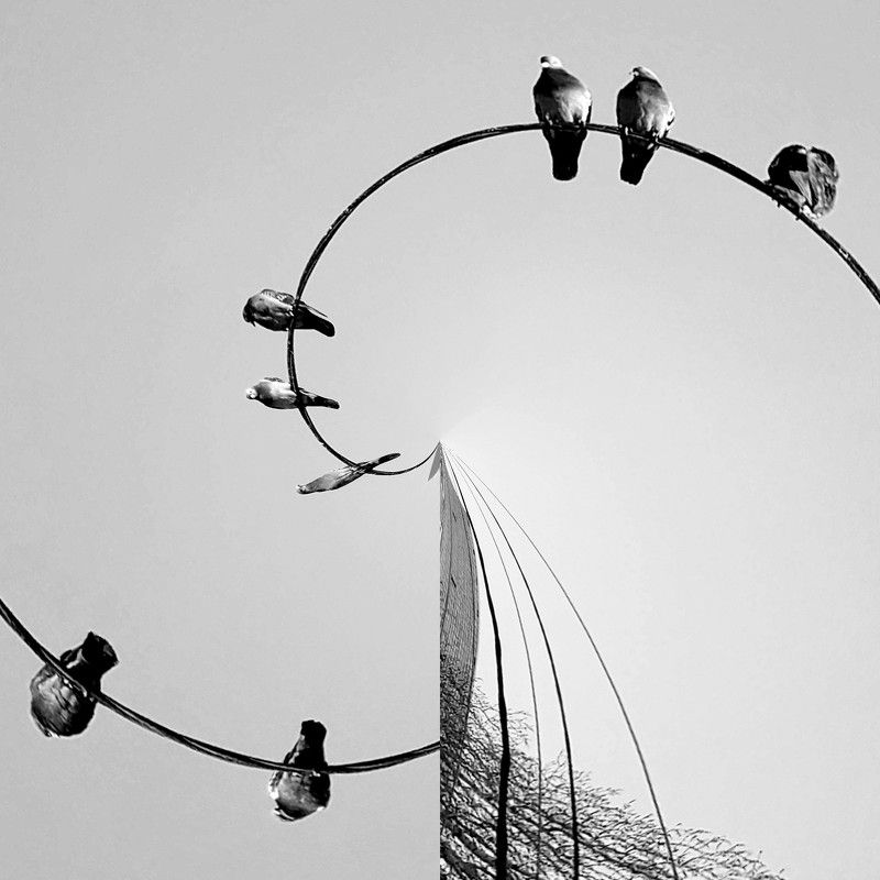 birds, abstract, abstraction, b&w, good in the sun, birds in the sun, птицы на солнце, абстракция, арт, art, ч/б photo preview