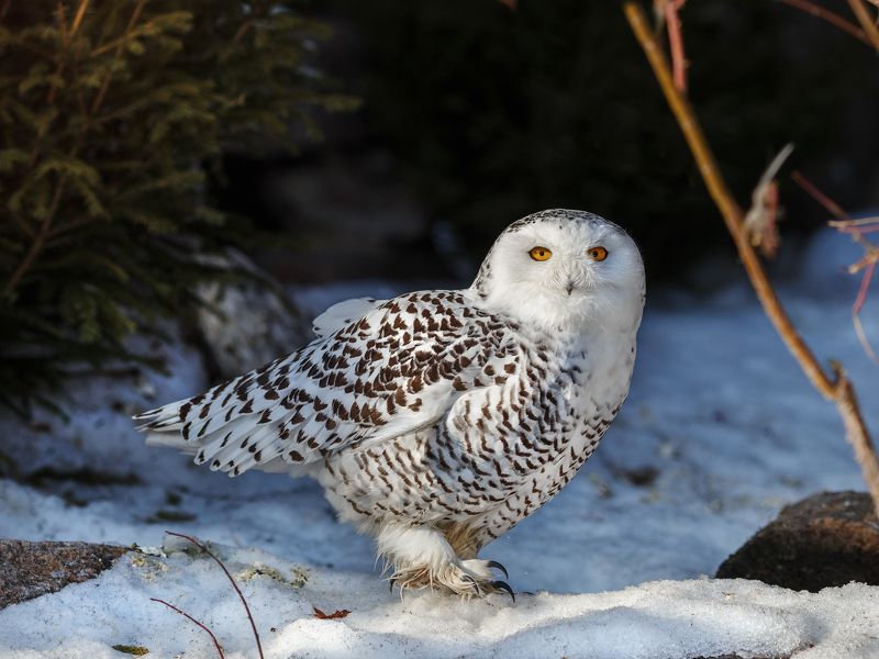 полярная сова Полярная соваphoto preview