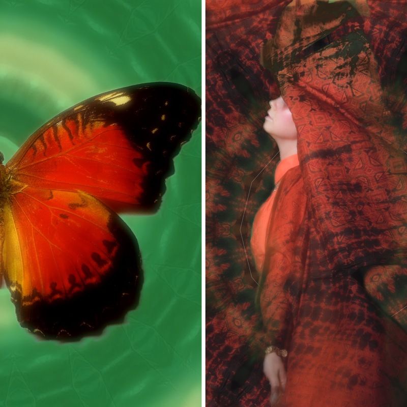 Butterfly photo preview