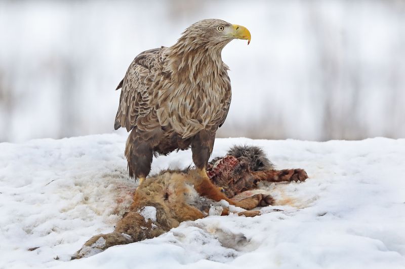 белохвостый орлан. Охотник и жертва.photo preview