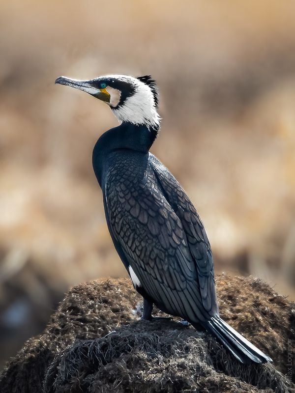 Баклан в брачном нарядеphoto preview