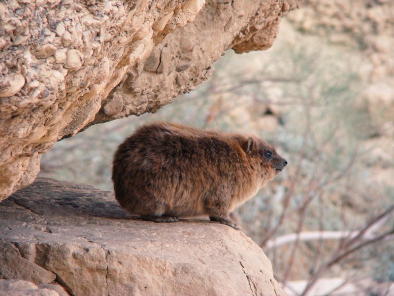 Даманыphoto preview